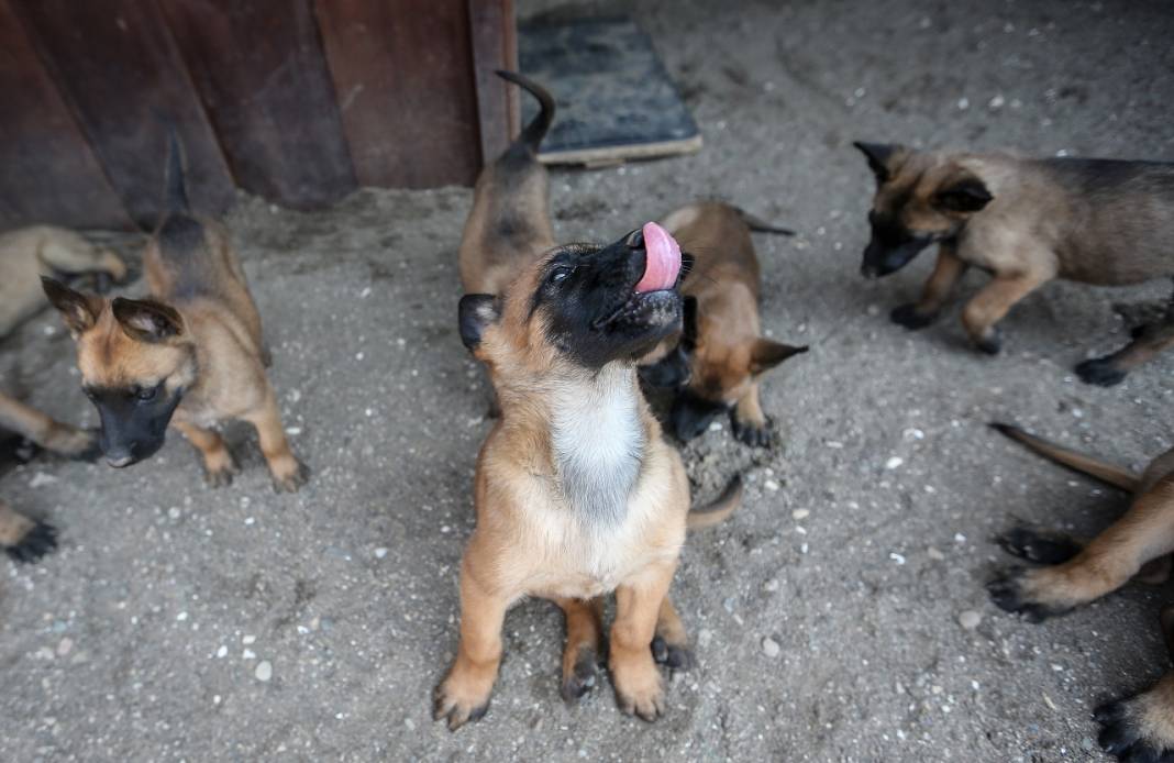 TSK'nın "cesur keşif köpekleri" Bursa'da yetiştiriliyor 6