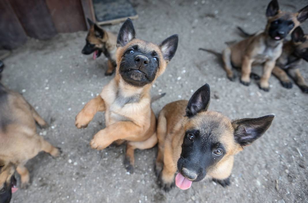 TSK'nın "cesur keşif köpekleri" Bursa'da yetiştiriliyor 7