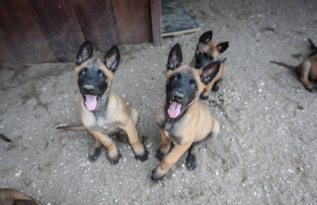 TSK'nın "cesur keşif köpekleri" Bursa'da yetiştiriliyor 8