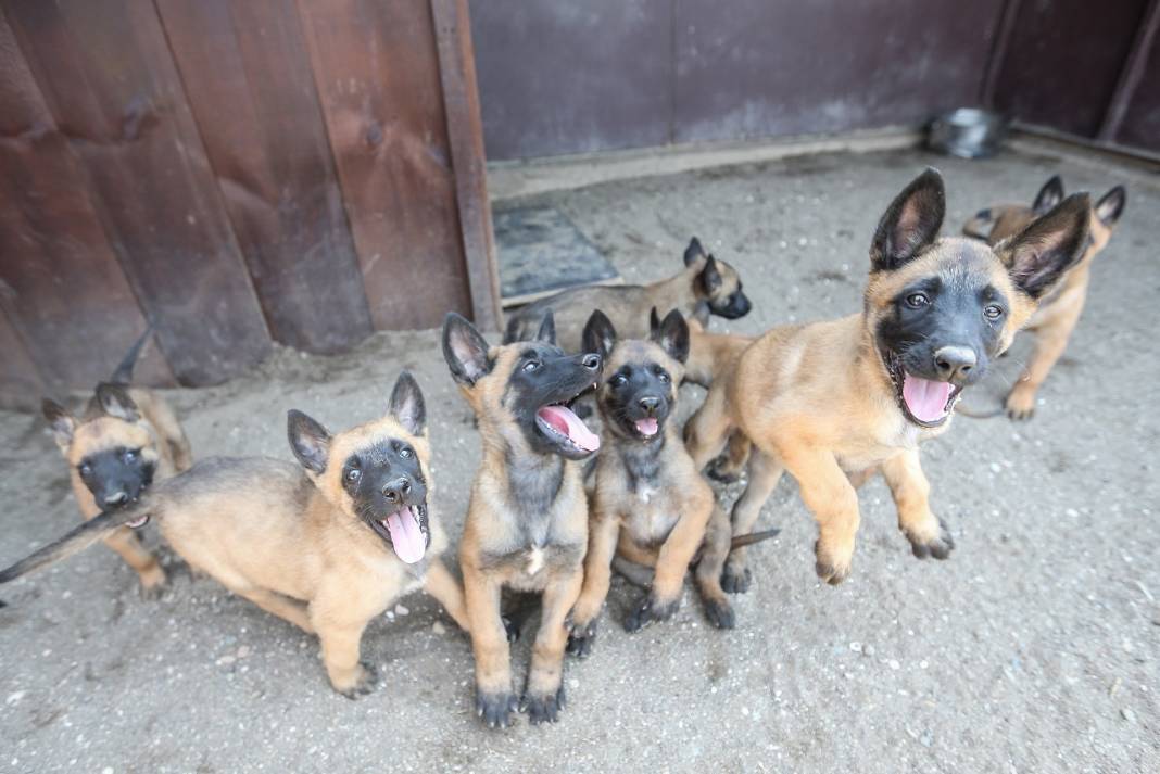 TSK'nın "cesur keşif köpekleri" Bursa'da yetiştiriliyor 9