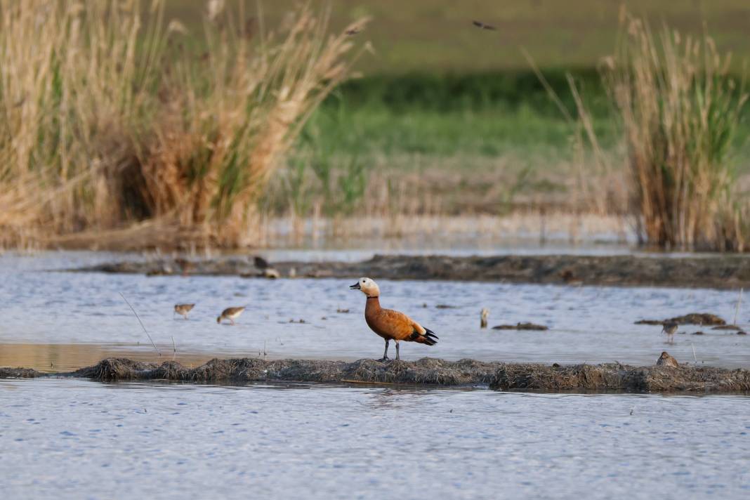 Van'da kuraklıktan kurtulan sulak alanlar yeniden kuşlara yuva oldu 11