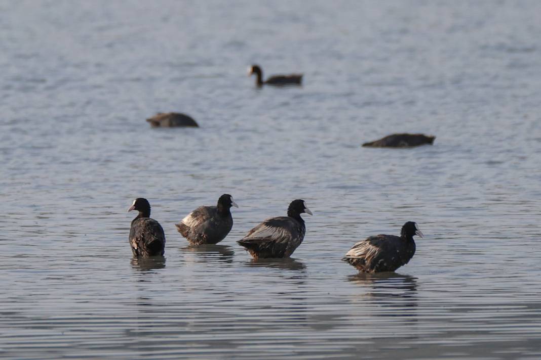 Van'da kuraklıktan kurtulan sulak alanlar yeniden kuşlara yuva oldu 6