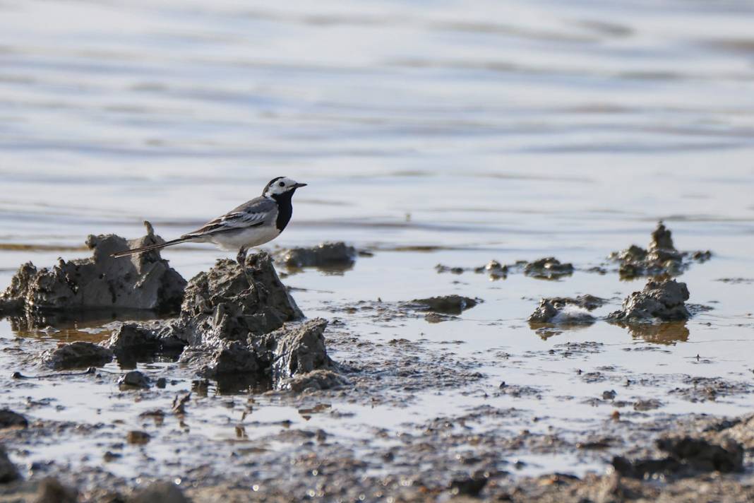 Van'da kuraklıktan kurtulan sulak alanlar yeniden kuşlara yuva oldu 7