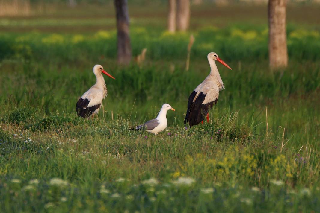 Van'da kuraklıktan kurtulan sulak alanlar yeniden kuşlara yuva oldu 9