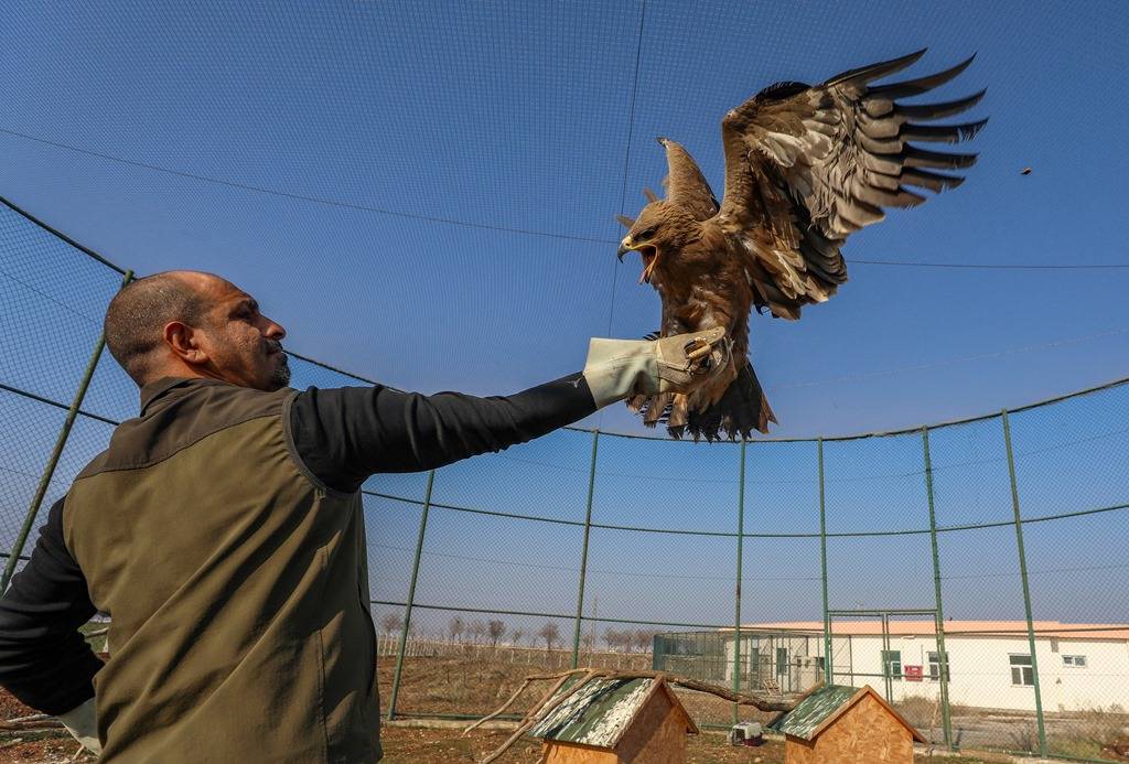 Diyarbakır'da geçen yıl 270 yaban hayvanı tedavi edilerek doğaya salındı 1