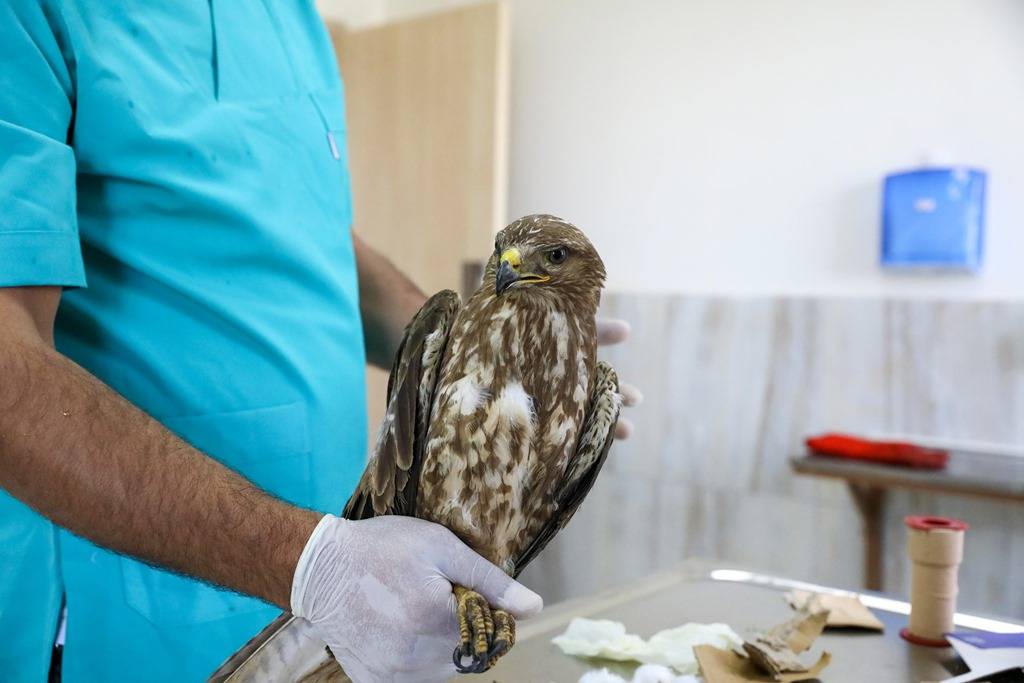 Diyarbakır'da geçen yıl 270 yaban hayvanı tedavi edilerek doğaya salındı 22