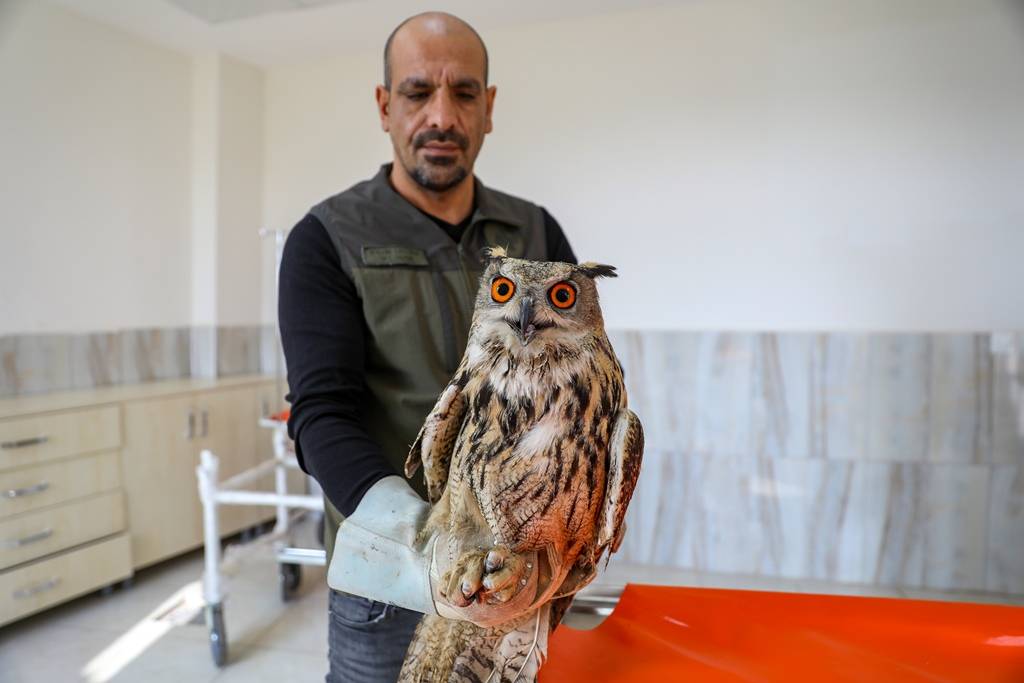 Diyarbakır'da geçen yıl 270 yaban hayvanı tedavi edilerek doğaya salındı 3