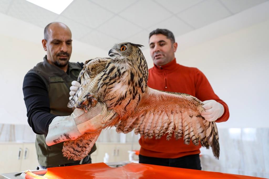 Diyarbakır'da geçen yıl 270 yaban hayvanı tedavi edilerek doğaya salındı 4