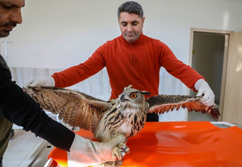 Diyarbakır'da geçen yıl 270 yaban hayvanı tedavi edilerek doğaya salındı 5