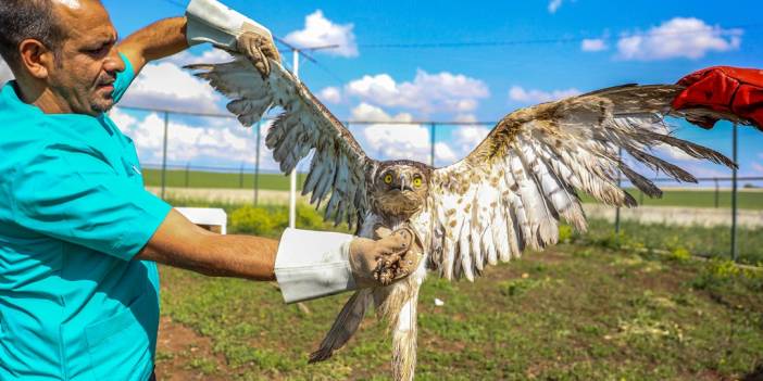 Diyarbakır'da geçen yıl 270 yaban hayvanı tedavi edilerek doğaya salındı