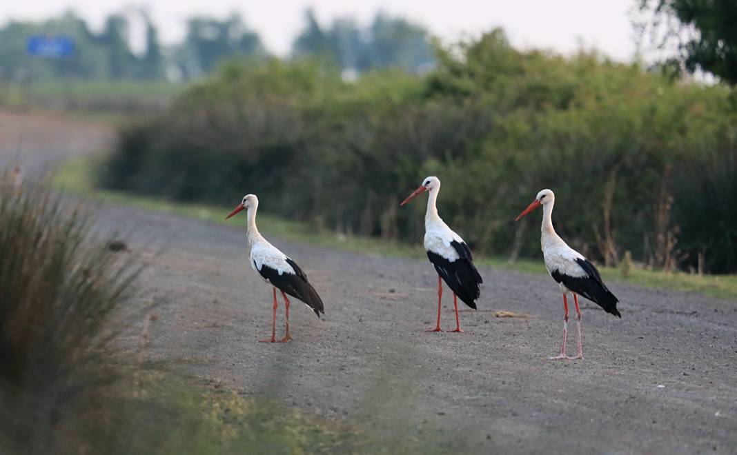 Kızılırmak Deltası Kuş Cenneti pek çok canlıya ev sahipliği yapıyor 10