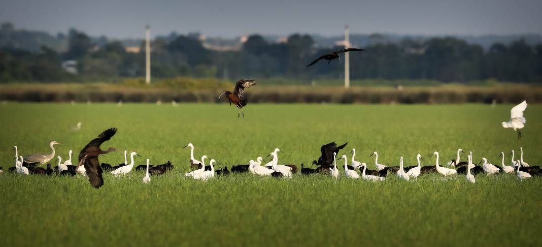 Kızılırmak Deltası Kuş Cenneti pek çok canlıya ev sahipliği yapıyor 19