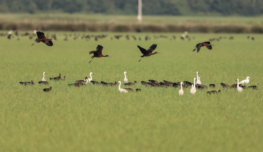 Kızılırmak Deltası Kuş Cenneti pek çok canlıya ev sahipliği yapıyor 28
