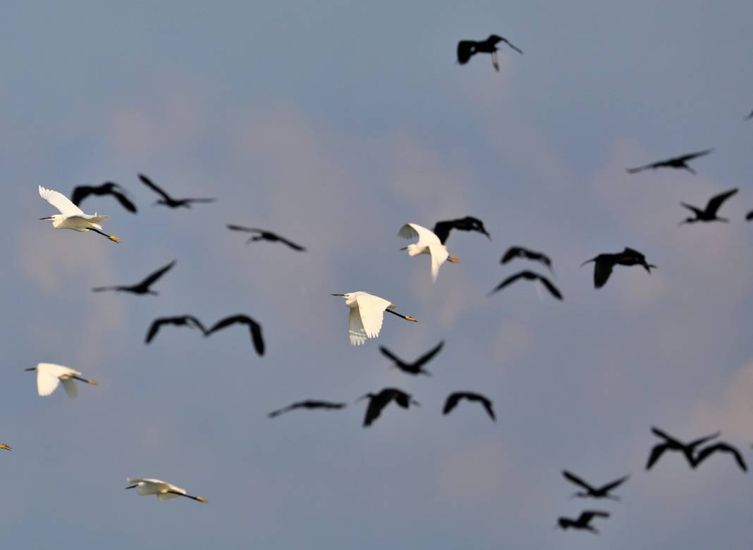 Kızılırmak Deltası Kuş Cenneti pek çok canlıya ev sahipliği yapıyor 32