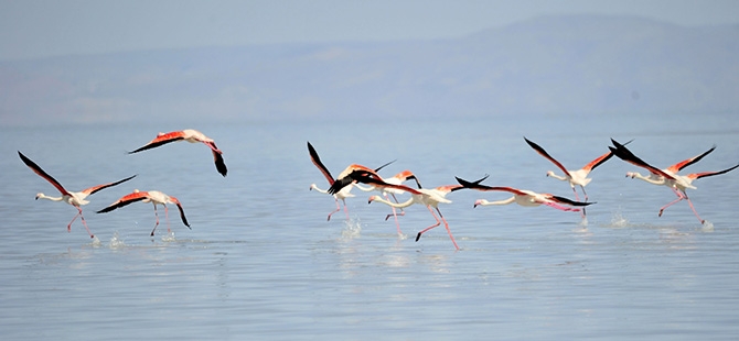Binlerce flamingo kuluçkadan çıktı 17