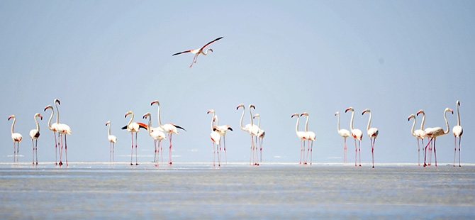 Binlerce flamingo kuluçkadan çıktı 5