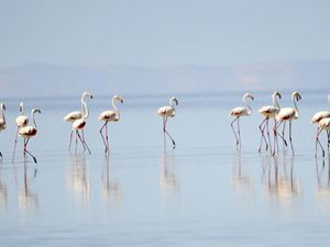 Binlerce flamingo kuluçkadan çıktı