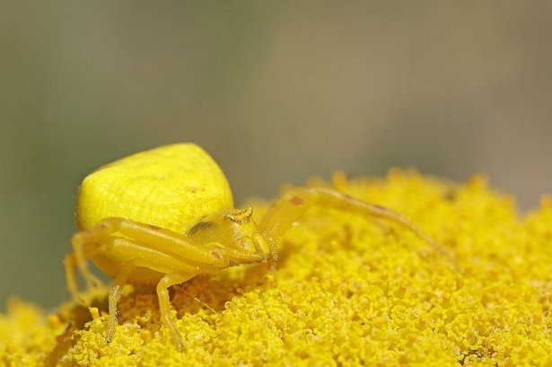 Katil sarı yengeç örümceği 3