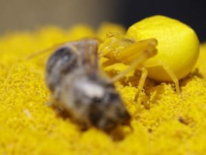 Katil sarı yengeç örümceği