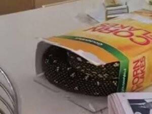 Mısır Gevreği Kutusundan Yılan Çıktı