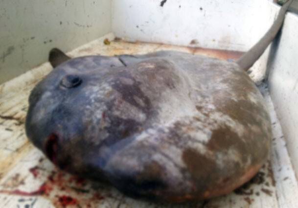 800 KG GÜNEŞ BALIĞI AVLANDI