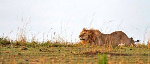 Vahşi doğadan inanılmaz anlar