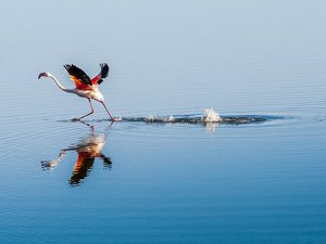 Düden Gölü'nün zarif misafirleri "flamingolar"
