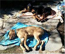 Üniversitede köpekler itlaf edildi