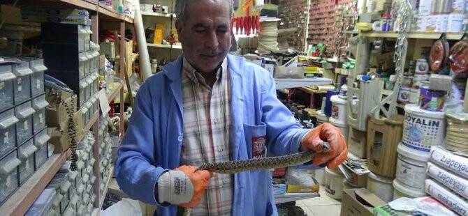 Konya merkezde zehirli yılan paniği