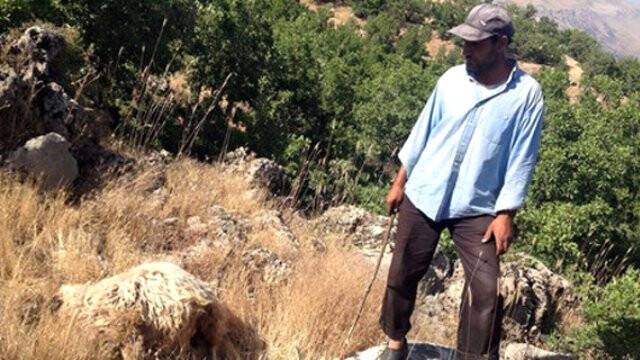 Çiftçi Şokta, Kurtlar 26 Hayvanı Telef Etti