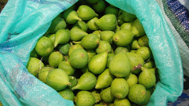 Erkek incirin kilosu 2 liradan 6 liraya çıktı