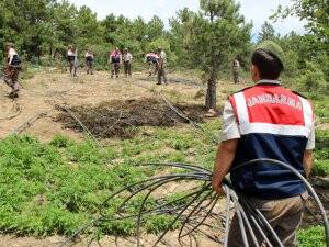 Damlama sulamalı kenevir operasyonu