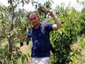 Bekir Karakuş kiraz hasadında