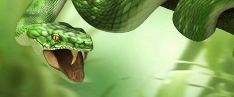 Yılan Sokmalarına Karşı Yapılması Gerekenler
