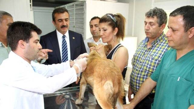 Sokak Köpeklerine Mikroçip ile Takip