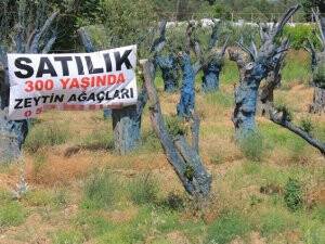 300 yıllık zeytin ağaçları 5 bin liraya alıcı buluyor