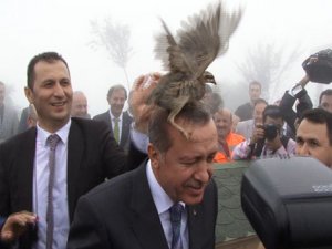 Erdoğan'ın Başına Keklik Kondu