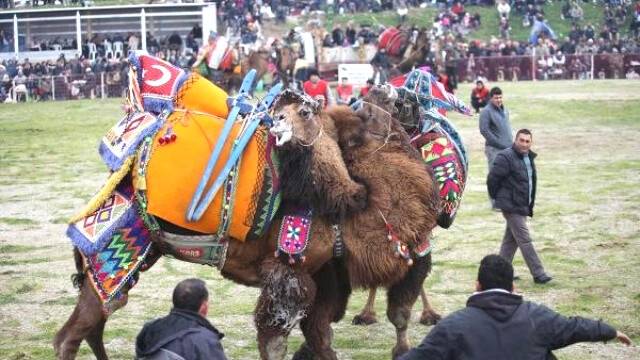 Devecilik Kültürü Ve Deve Güreşleri Federasyon Başkanı Çetin: