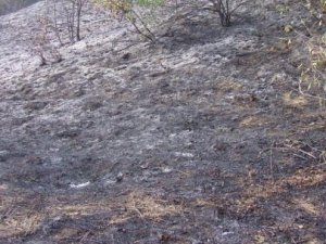 Kocaeli'deki Orman Yangını