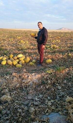 Cemal Hatipoğlu kavun seçmecede