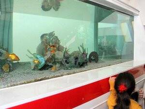 Bu ambulansta balıklar yaşıyor