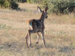 Yaralı Geyik Hastanenin Acil Servisine Girdi
