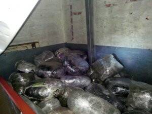 308 Kilo Esrarın Kaynağı Tutuklandı !