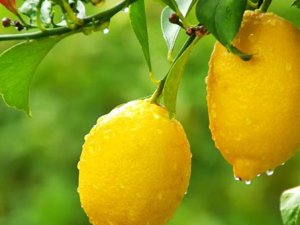 Rusya’nın Türkiye’den başka bir ülkeden limon alma şansı yok