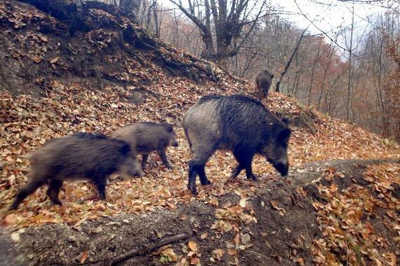 Domuzlar karayolunu istila etti!
