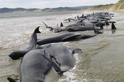 Balinalar Karaya Vurdu!