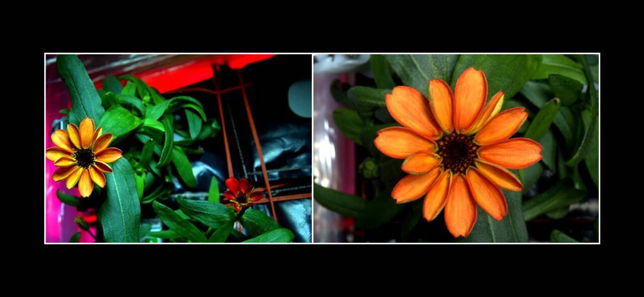 Uzay'da Yetişen İlk Çiçek 'Görücüye' Çıktı