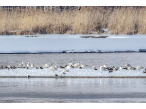 Van Gölü'nün kış misafirleri "beyaz kuğular"