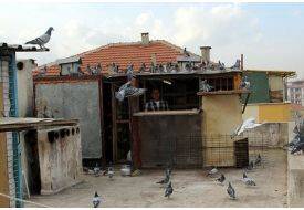 İki Daire Fiyatında Posta Güvercinleri Var