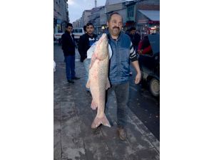 Aras Nehri'nde sezonun ilk balık avı